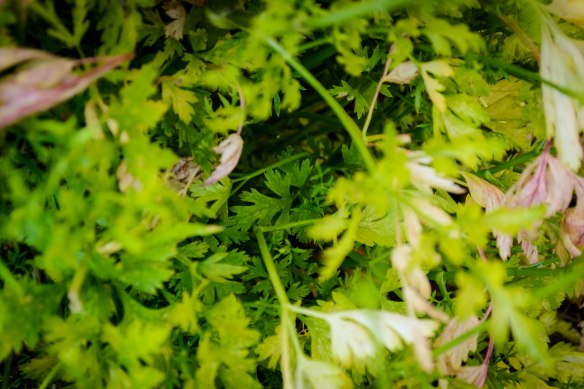 Food Blog May 2013-1249