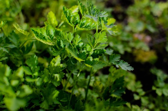 2016 Food Blog February-0437