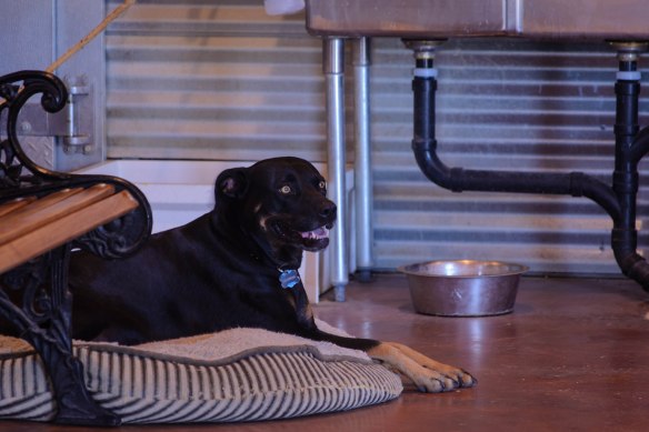 Georgia, the brewhouse dog